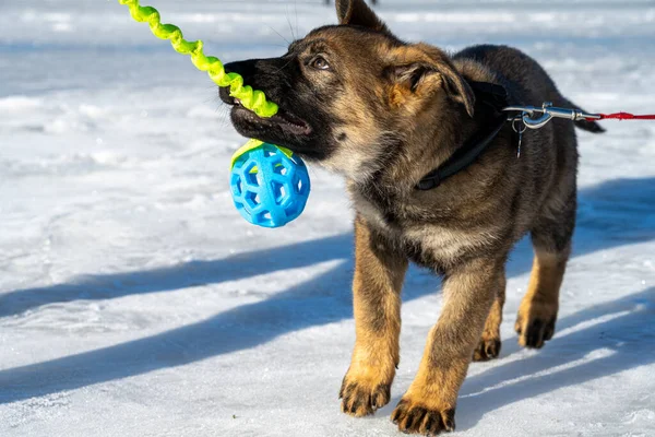 11 haftalık bir Alman çoban köpeği donmuş bir okyanus koyunda römorkör oynuyor. Fotoğraf: Lomma Bay, İsveç