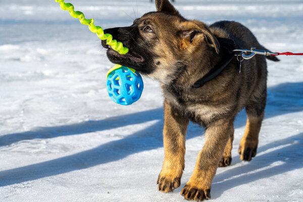 An eleven weeks old German Shepherd puppy plays tug-of-war on the ice of a frozen ocean bay. Picture from Lomma Bay, Sweden