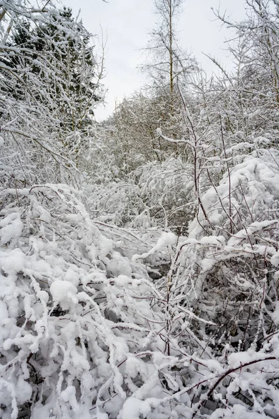 Träd täckta av snö en krispig kall vinterdag. Bild från Skåne, Sverige — Stockfoto