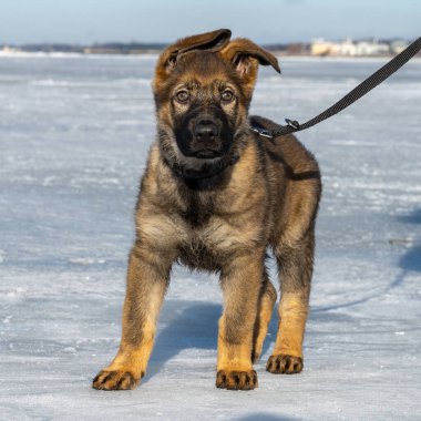 Donmuş bir okyanus körfezindeki buzun üzerinde 11 haftalık bir Alman çoban köpeği. Fotoğraf: Lomma Bay, İsveç