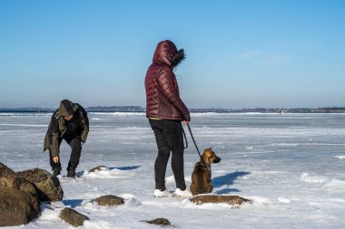 Donmuş bir okyanus körfezindeki buzun üzerinde 11 haftalık bir Alman çoban köpeği olan anne ve kızı. Fotoğraf: Lomma Bay, İsveç