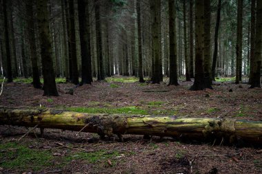 Güzel, karanlık bir çam ormanında yerde bir ağaç kütüğü. Fotoğraf: İskandinav, İsveç