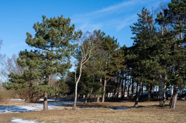 Soğuk bir kış günü bir grup çam ağacı. Mavi gökyüzü arkaplanı