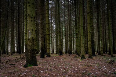 Güzel, karanlık bir çam ormanı. Fotoğraf: İskandinav, İsveç