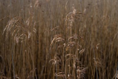 Bataklıktaki çimlerin yakından çekilmiş bir fotoğrafı. Fotoğraf: Lund, İsveç