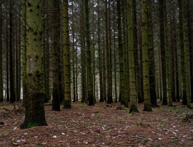 Güzel, karanlık bir çam ormanı. Fotoğraf: İskandinav, İsveç