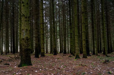 Güzel, karanlık bir çam ormanı. Fotoğraf: İskandinav, İsveç