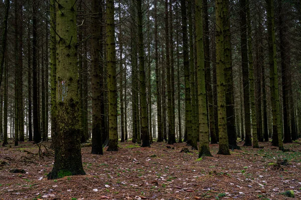 Güzel, karanlık bir çam ormanı. Fotoğraf: İskandinav, İsveç