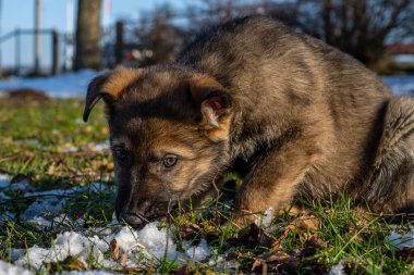 Dokuz haftalık bir Alman çoban köpeği karla oynuyor. Kar ve yeşil çimen arka plan