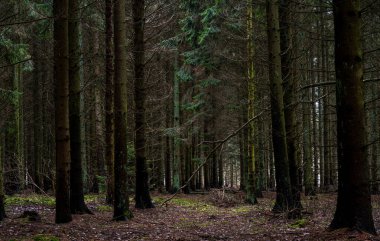Güzel, karanlık bir çam ormanı. Fotoğraf: İskandinav, İsveç