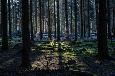 Sabahın erken saatlerinde güzel bir çam ormanının resmi. Yeşil yosun yerde.