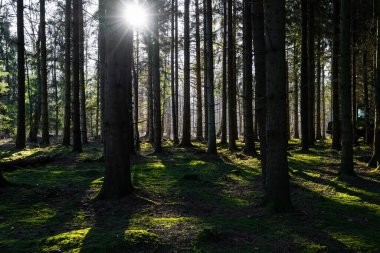 Sabahın erken saatlerinde güzel bir çam ormanının arka ışıklandırılmış resmi. Yeşil yosun yerde.