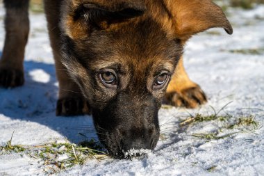 On haftalık Alman çoban köpeğinin yakın plan köpek portresi..