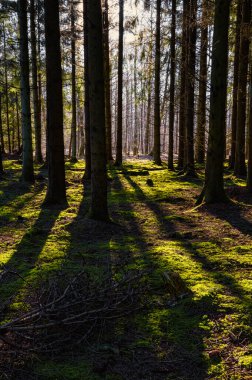 Sabahın erken saatlerinde güzel bir çam ormanının arka ışıklandırılmış resmi. Yeşil yosun yerde.