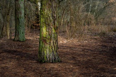 İlkbahar günü bir orman. Fotoğraf: Lund, İsveç