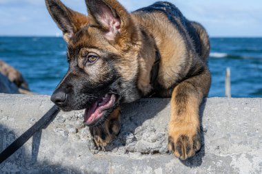 On beş haftalık Alman çoban köpeğinin yakın plan portresi. Arka planda mavi okyanus