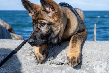 On beş haftalık Alman çoban köpeğinin yakın plan portresi. Arka planda mavi okyanus
