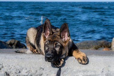 On beş haftalık Alman çoban köpeğinin yakın plan portresi. Arka planda mavi okyanus