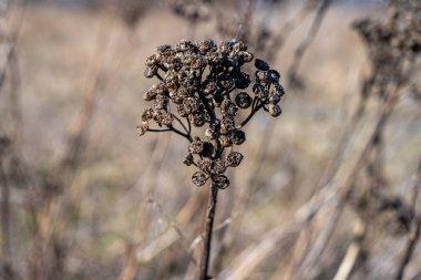 Kışın kuru çiçeklerin yakın plan resmi. Fotoğraf: Malmö, İsveç