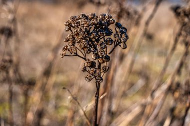Kışın kuru çiçeklerin yakın plan resmi. Fotoğraf: Malmö, İsveç