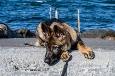 On beş haftalık Alman çoban köpeğinin yakın plan portresi. Arka planda mavi okyanus