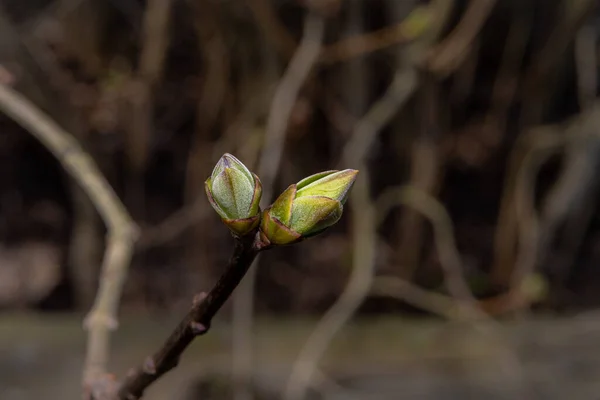 A close-up photo of buds on a tree. Dark blurry background — Stock Photo, Image