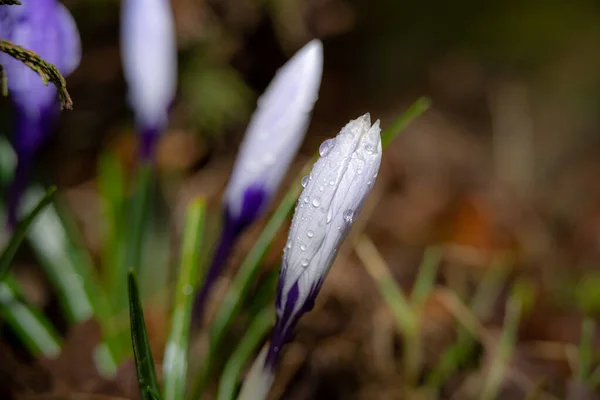 A closeup picture of purple flowers with water droplets just before bloom. Green and brown blurry background.