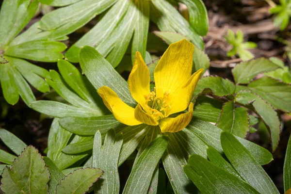 Een macro foto van een gele bloem. Groene leves op de achtergrond — Stockfoto