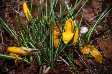 Çiçek açmadan önce üzerinde su damlacıkları olan sarı çiçeklerin yakın plan fotoğrafı..