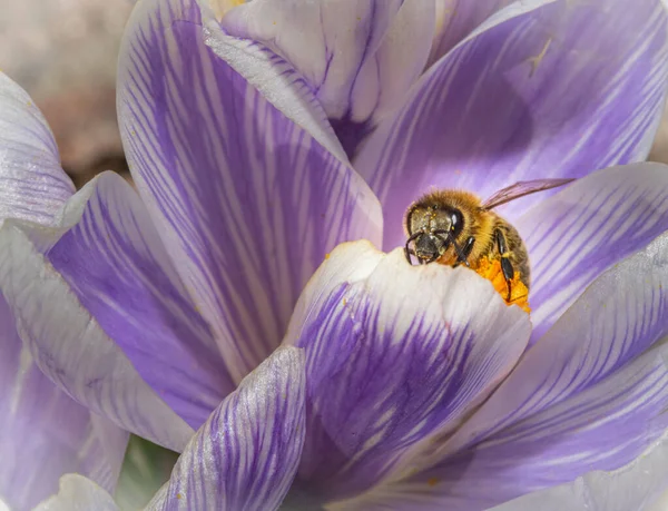 A macro photo of a bee on a purple flower with orange pistil and stamen. Purple blurry background. — Stock Photo, Image