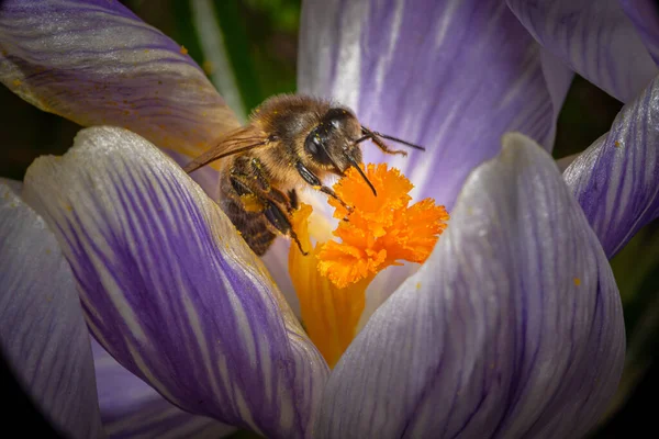 A macro photo of a bee on a purple flower with orange pistil and stamen. Purple blurry background. — Stock Photo, Image