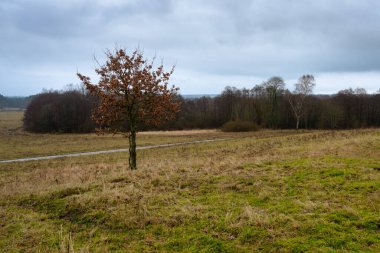 Bozkırda yalnız bir ağaç. Fotoğraf Revingehed, Scania, İsveç 'ten