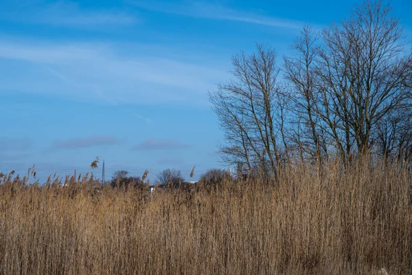 Gras in een moerassig moeras. Foto uit Malmö, Zweden — Stockfoto