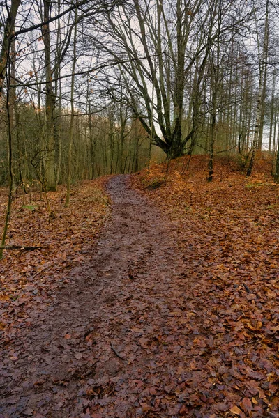 Un sendero natural en un bosque con hermosas hojas rojas en el suelo. Foto de Lund, Suecia —  Fotos de Stock