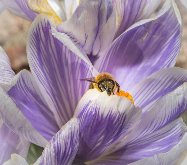 A macro photo of a bee on a purple flower with orange pistil and stamen. Purple blurry background. — Stock Photo, Image