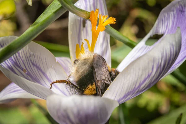 A close-up picture of a white flower with a bumble bee. — Stock Photo, Image