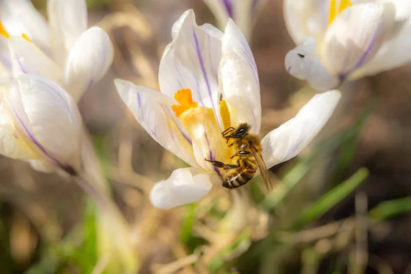 A close-up picture of a white flower with a flower fly. — Stock Photo, Image