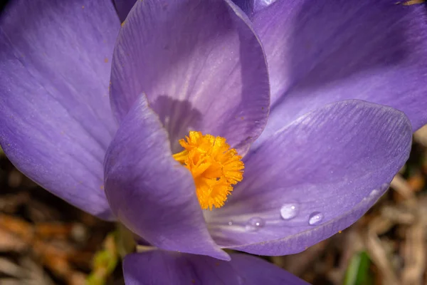 Фотография фиолетового цветка с оранжевым пестиком и тычинкой. Фиолетовый размытый фон. — стоковое фото