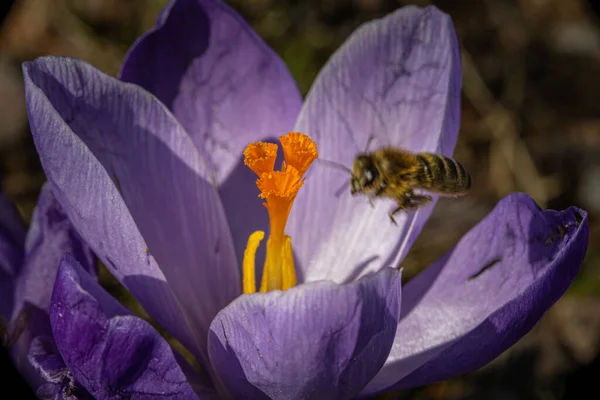 Крупный план фиолетового цветка с цветочной мухой. — стоковое фото