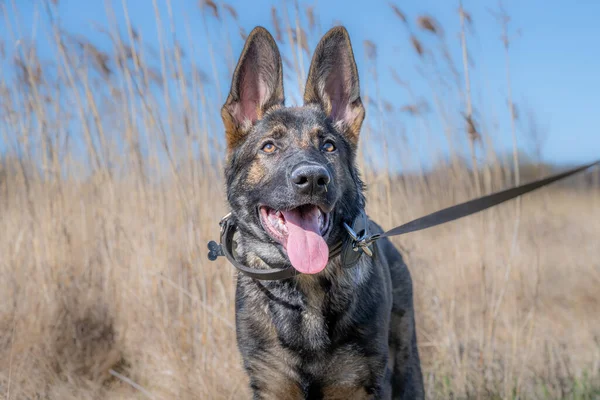 Um retrato de cão de um feliz cachorro pastor alemão de quatro meses de idade em grama alta e seca — Fotografia de Stock