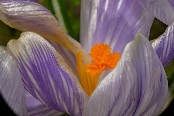 Una foto macro de una flor púrpura con pistilo naranja y estambre. Fondo borroso púrpura. — Foto de Stock