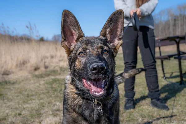 一只快乐的4个月大的德国牧羊犬看着摄像机 — 图库照片