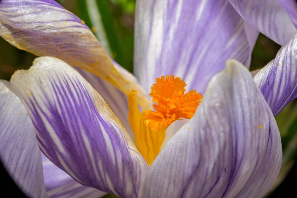 Uma foto macro de uma flor roxa com pistilo laranja e estame. Fundo embaçado roxo. — Fotografia de Stock