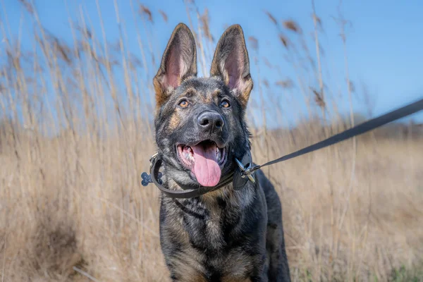 Um retrato de cão de um feliz cachorro pastor alemão de quatro meses de idade em grama alta e seca — Fotografia de Stock