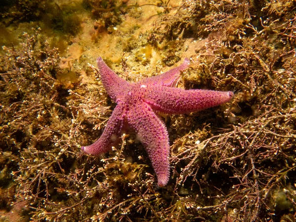 A bright pink starfish in cold North Atlantic water. Picture from a Weather Island scuba dive on the Swedish west coast — Stock Photo, Image