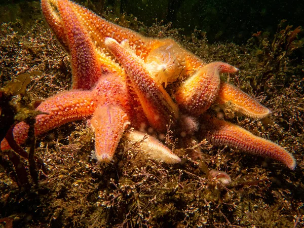 Two orange starfish in cold North Atlantic water hold on to one another. Picture from a Weather Island scuba dive on the Swedish west coast — Stock Photo, Image