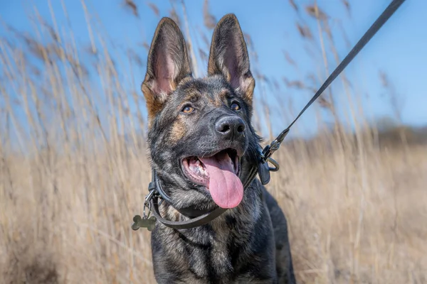 Um retrato de cão de um feliz cachorro pastor alemão de quatro meses de idade em grama alta e seca — Fotografia de Stock