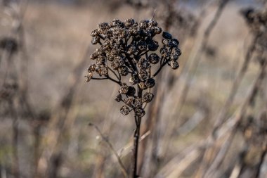 Kışın kuru çiçeklerin yakın plan resmi. Fotoğraf: Malmö, İsveç