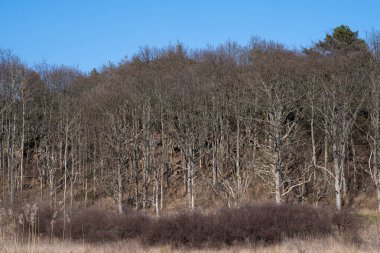 Arka planda mavi gökyüzü ve orman ile uzun kuru sazlıklar
