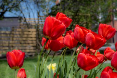 Bahçedeki kırmızı lale çiçekleri. Arka planda bulanık çalılar ve mavi gökyüzü